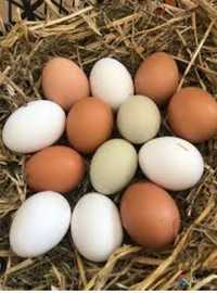 Продам куриные домашние яйца из Полтавщины