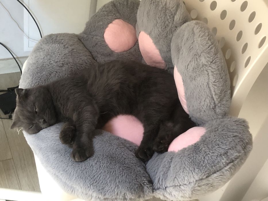 Хлопчик  котик  сірий( подарунок на Миколая)