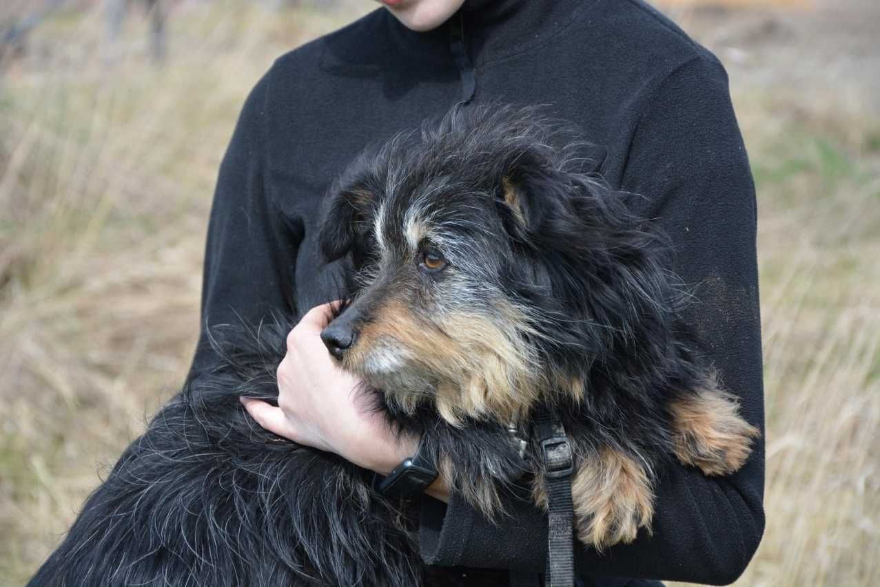 Chałka - spokojna, łagodna sunia do adopcji.