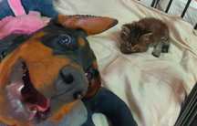 Dobermann fêmea 7 meses