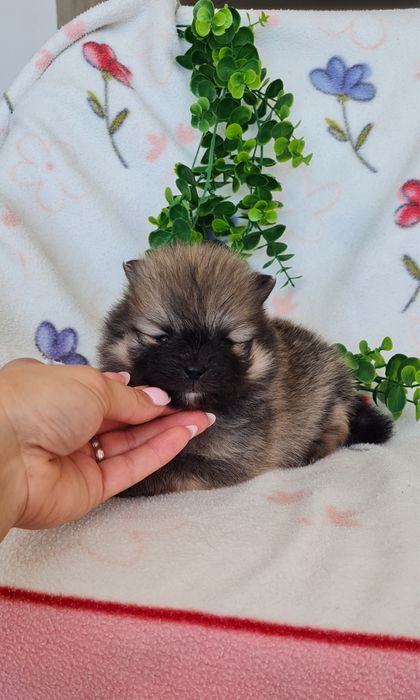 Menino Lulu da Pomerânia mini de Qualidade
