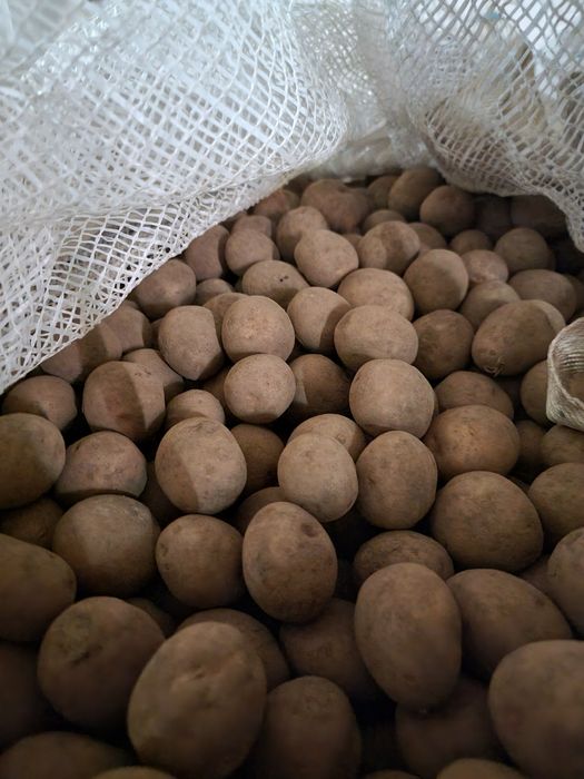 Ziemniaki wielkości sadzeniaka gala