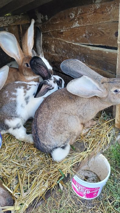 Sprzedam króliki belgijskie młode 3 miesiące