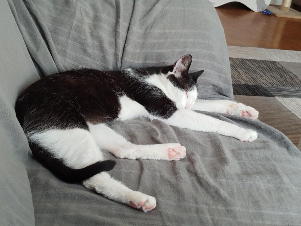 Kotek do adopcji!
