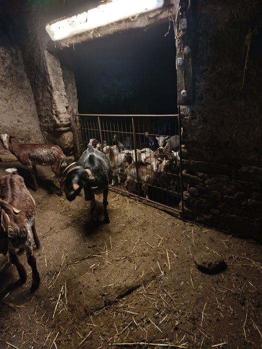 Cabras floridas e crias .