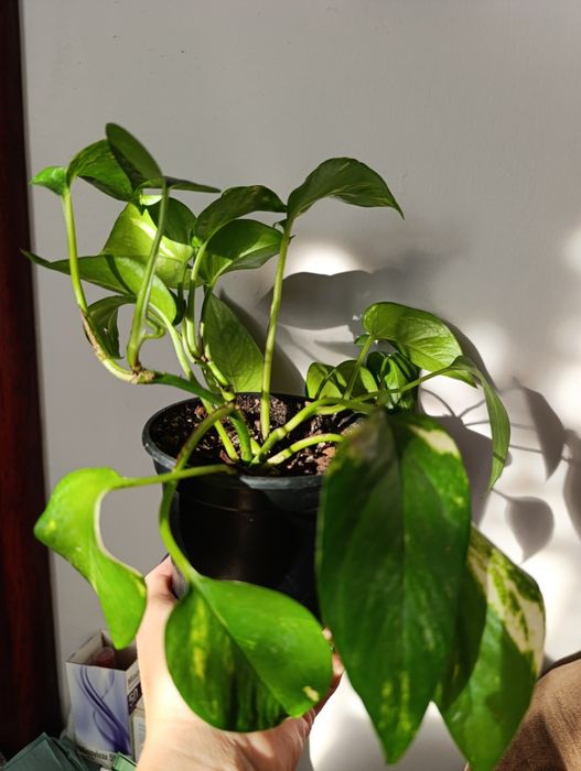 Hoya Carnosa Tricolor i inne