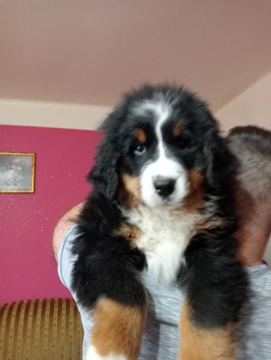 Berneński pies pasterski