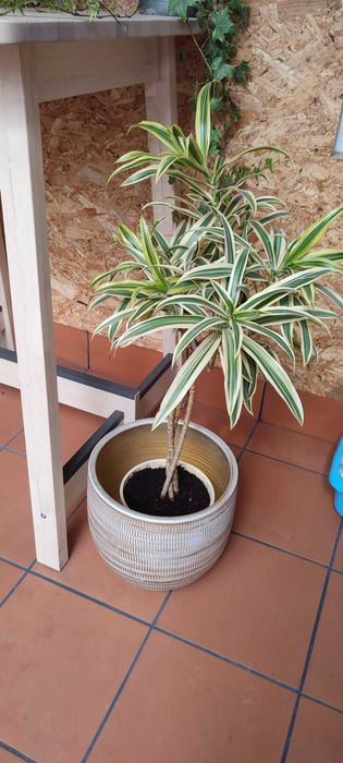 Vasos decorativos para plantas