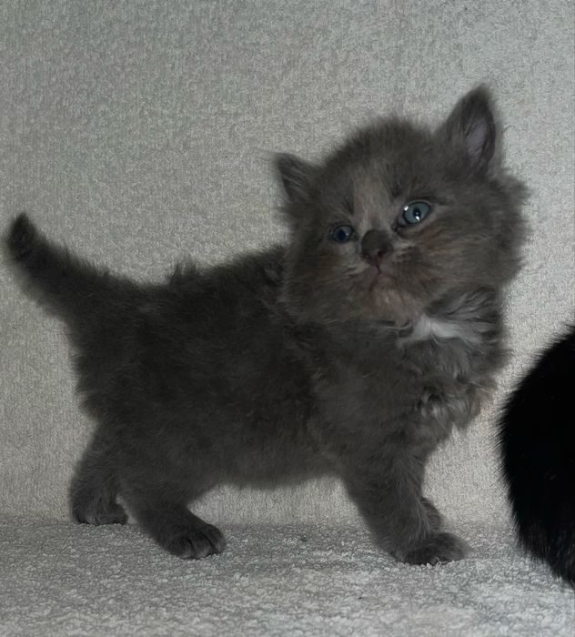 Кошенята хлопчики