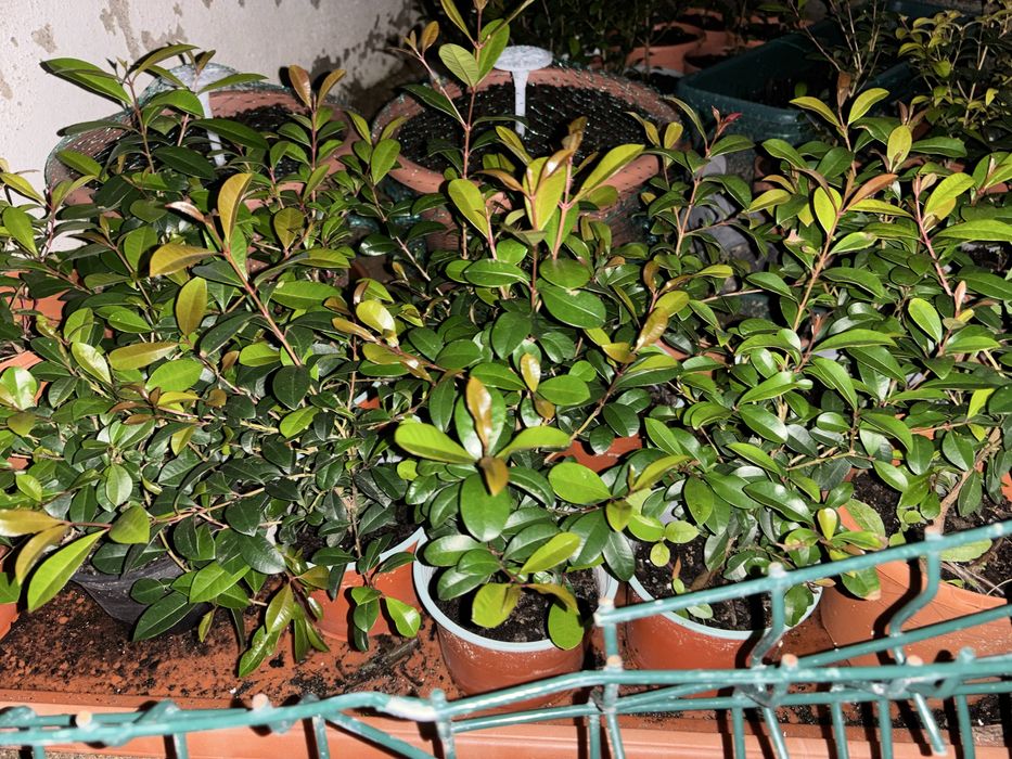 Eugenias (rebentos e sementes) para sebes e arbustos