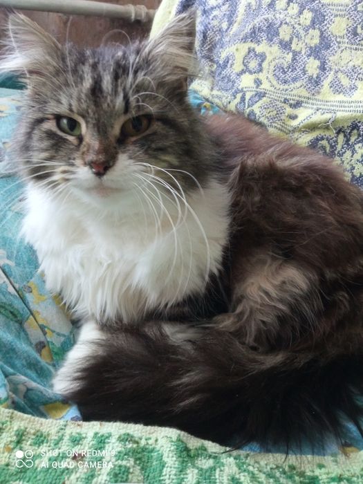 Стерилізована киця