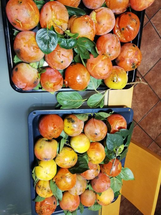 Diospiros biológicos