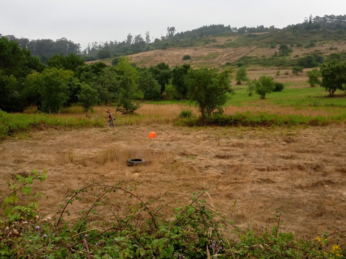 Limpeza florestal e jardim