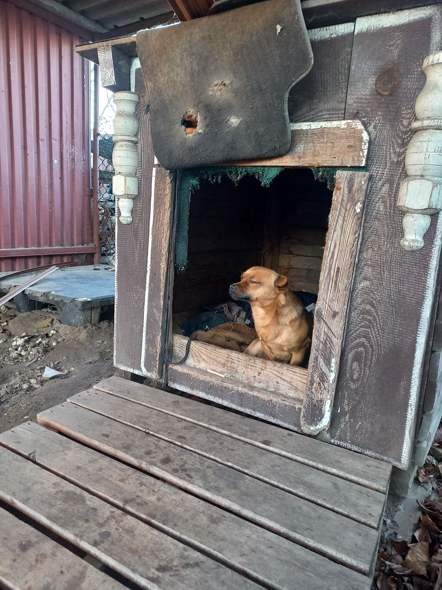 Віддам собаку річного