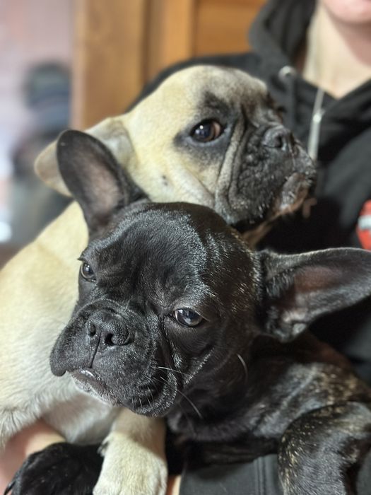 Сестрички француженкі.