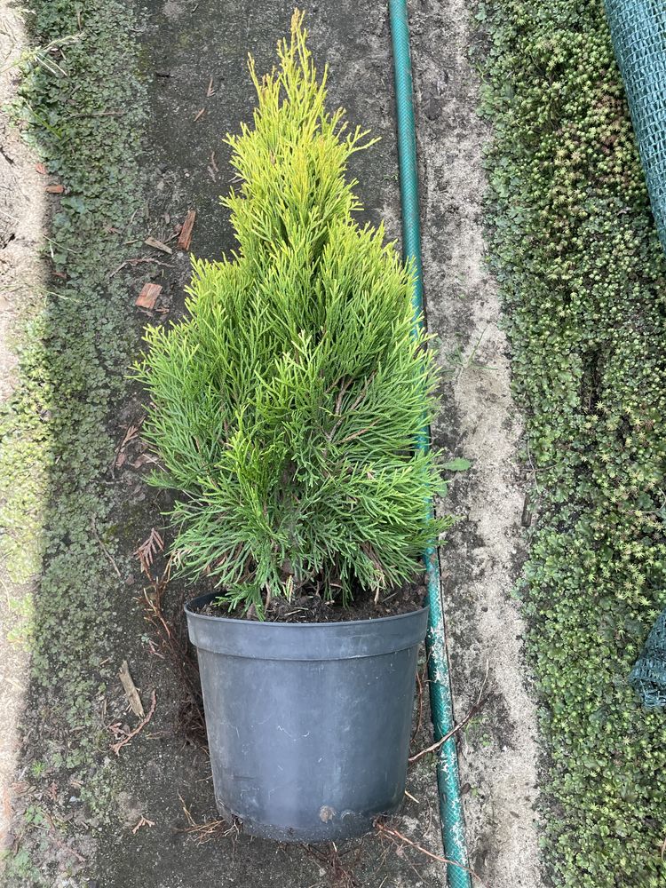 Thuja Smaragd Gold 50-60cm Doniczka 3 l