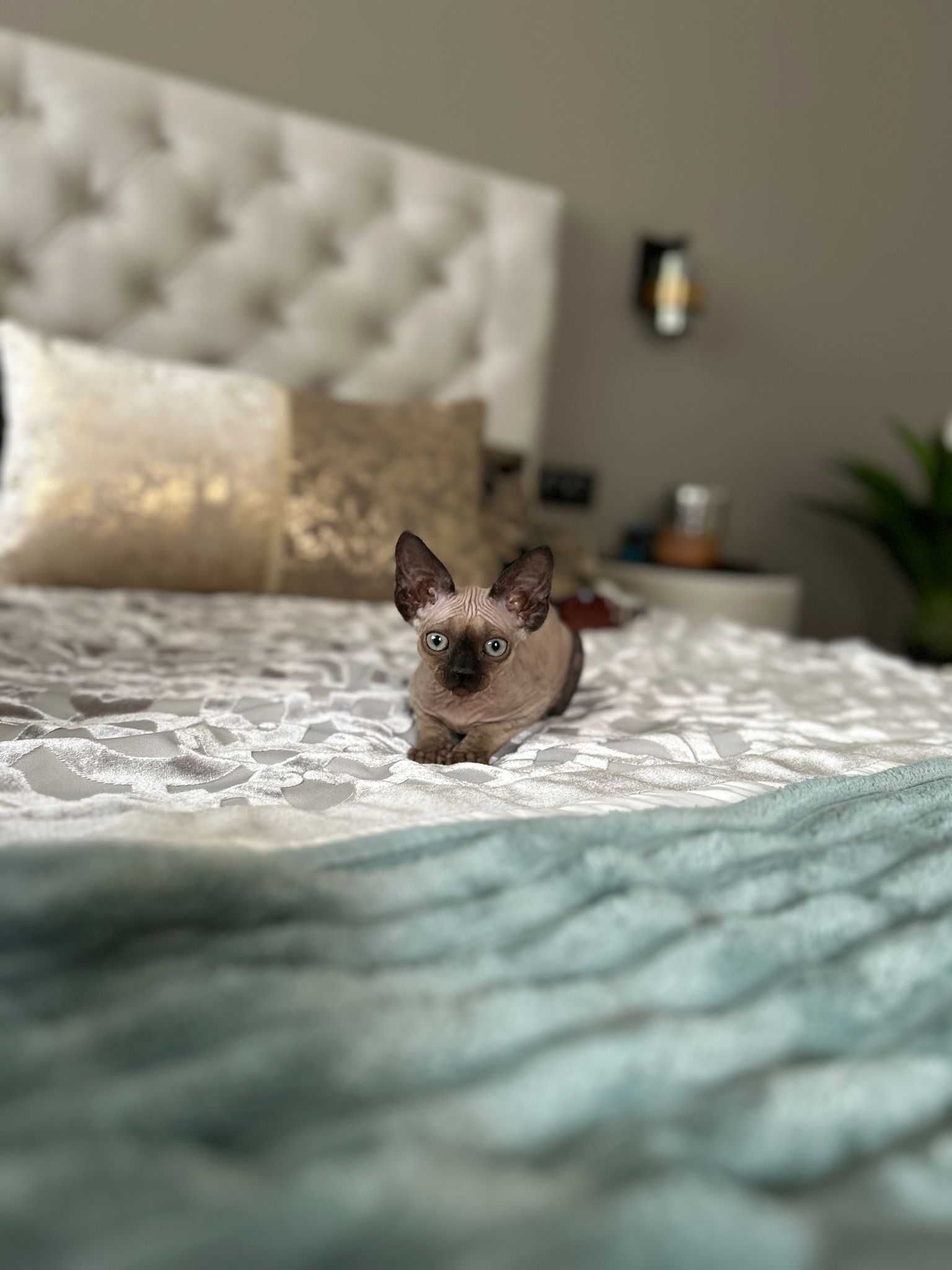Devon rex, kocurek ,Fpl