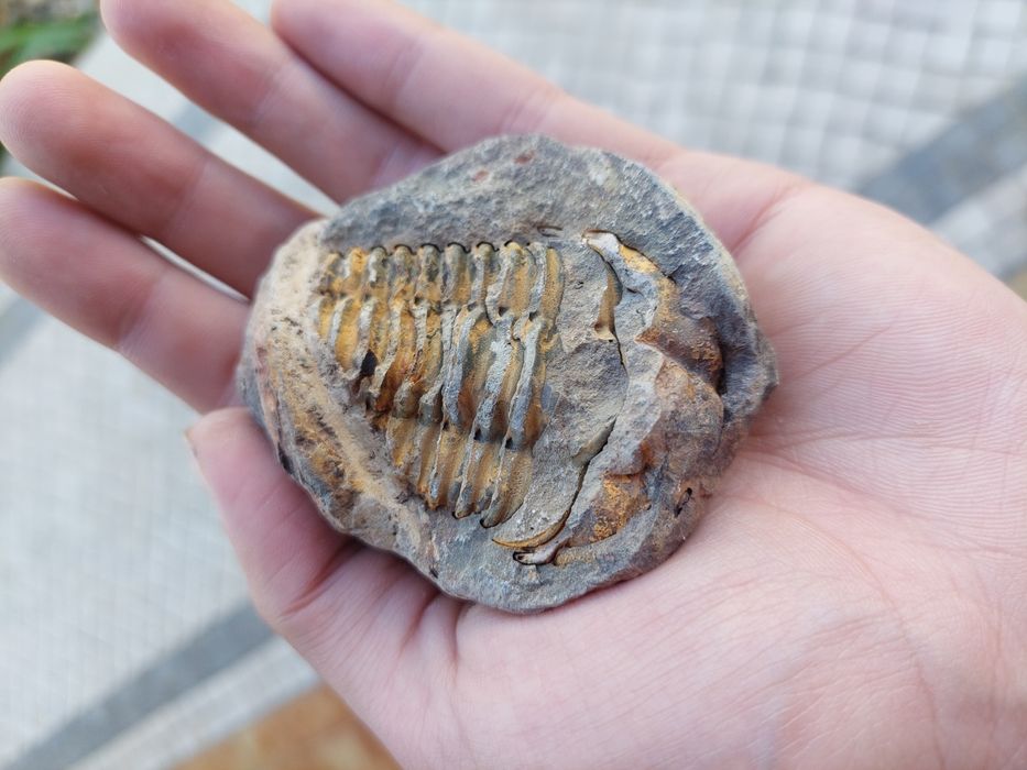 Fóssil trilobite Flexycalymene (RESERVADA)