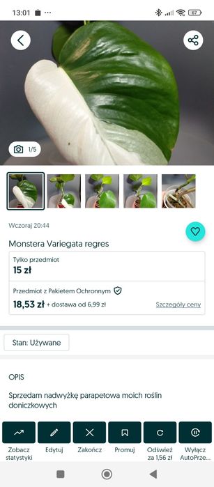 Monstera Variegata*2