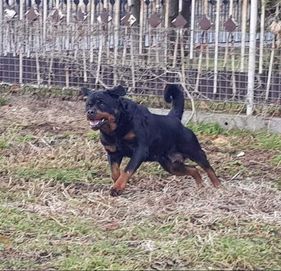 Rottweiler oddam