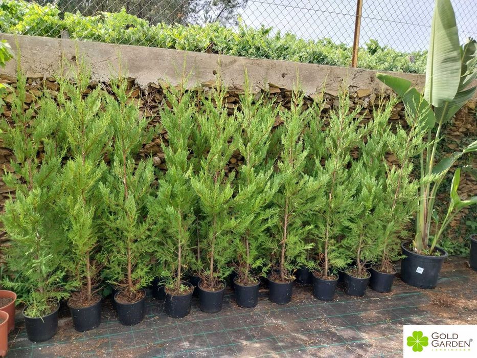 Cedros Leylandi a Bom Preço