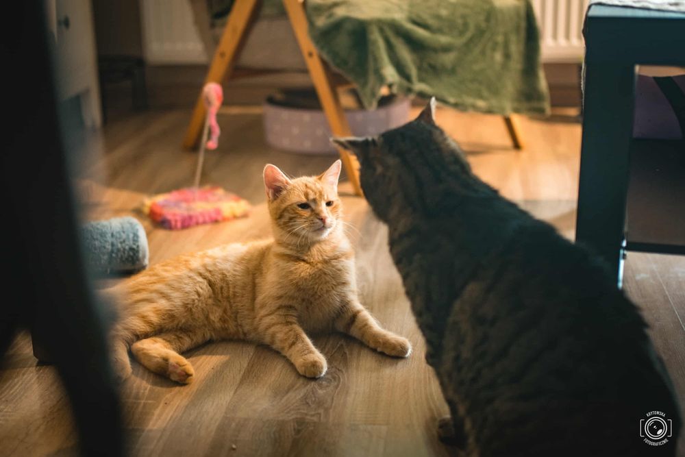 Piekny chlopak szuka domu