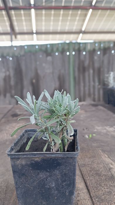 Саджанці лаванди