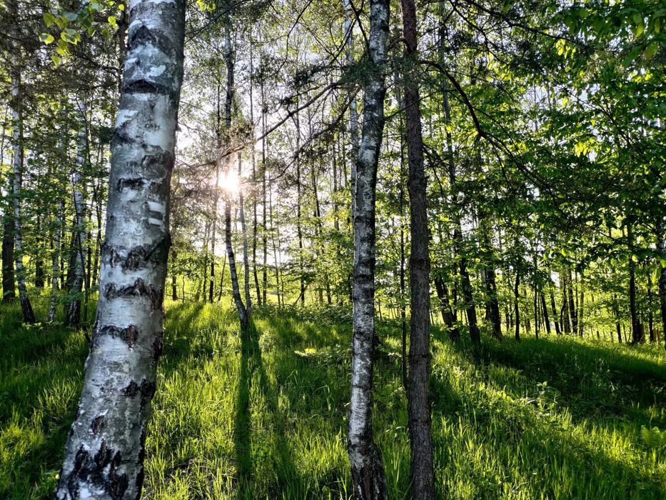DOMEK W LESIE PANIENSKI KAWALERSKI bania, sauna, balia, na wyłączność