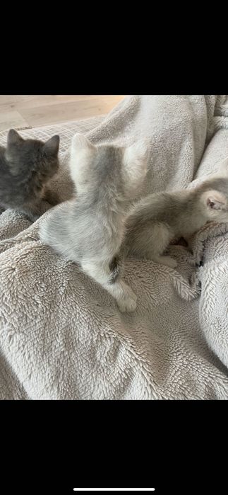 Котики віддамо в хороші руки