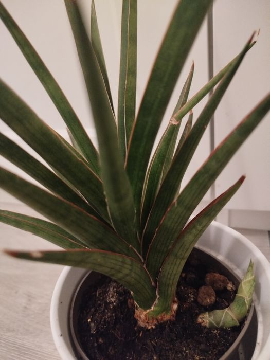 Sanseviera francisii spikey