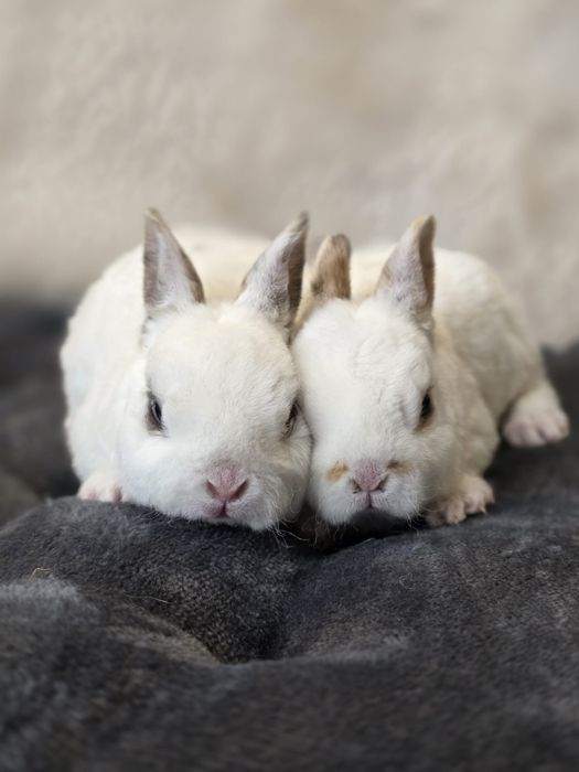 Pluszowy mini rex gepard, trójbarwny, japoński, karzełek, miniaturka