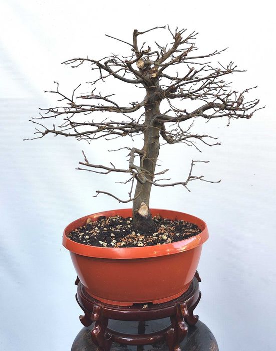 Pre Bonsai grab pospolity