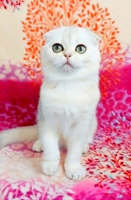 Неймовірна красунечка зеленоока шотландочка Скотіш фолд