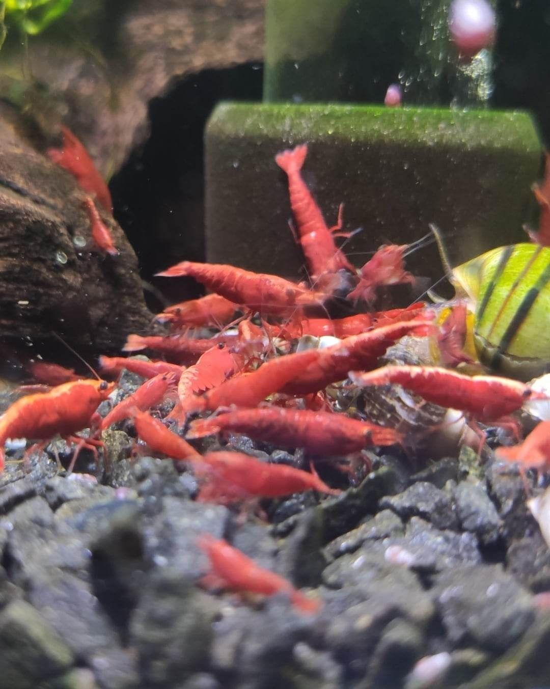 Neocaridina Red Fire