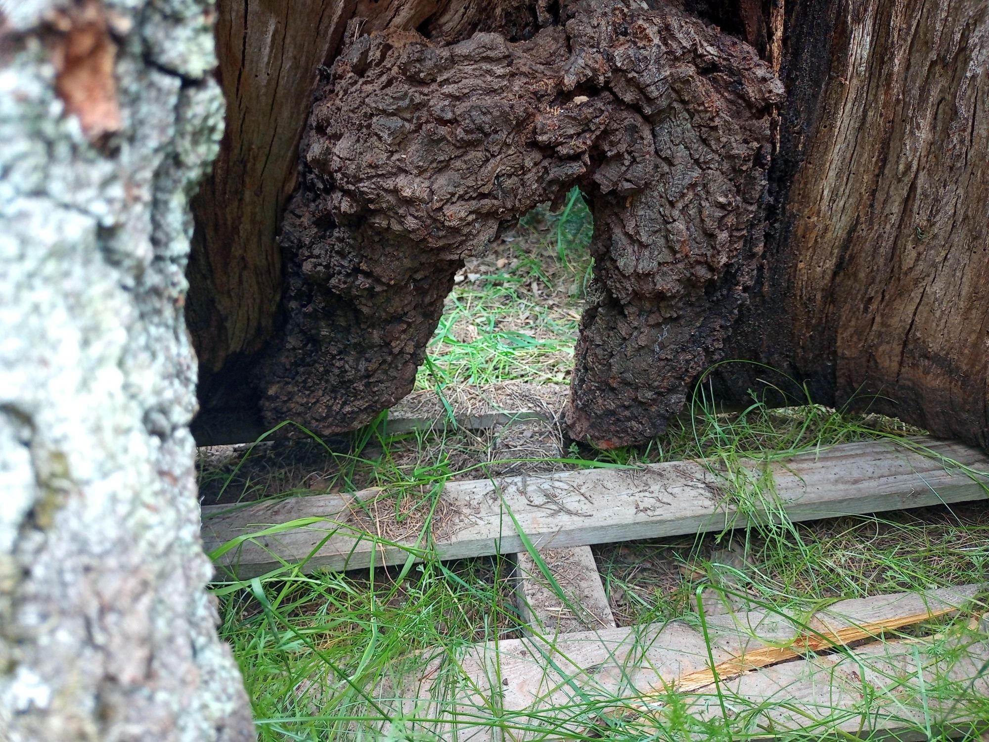 Pniak żywica epoksydowa tokarka do drewna góralski korzeń stół wintage