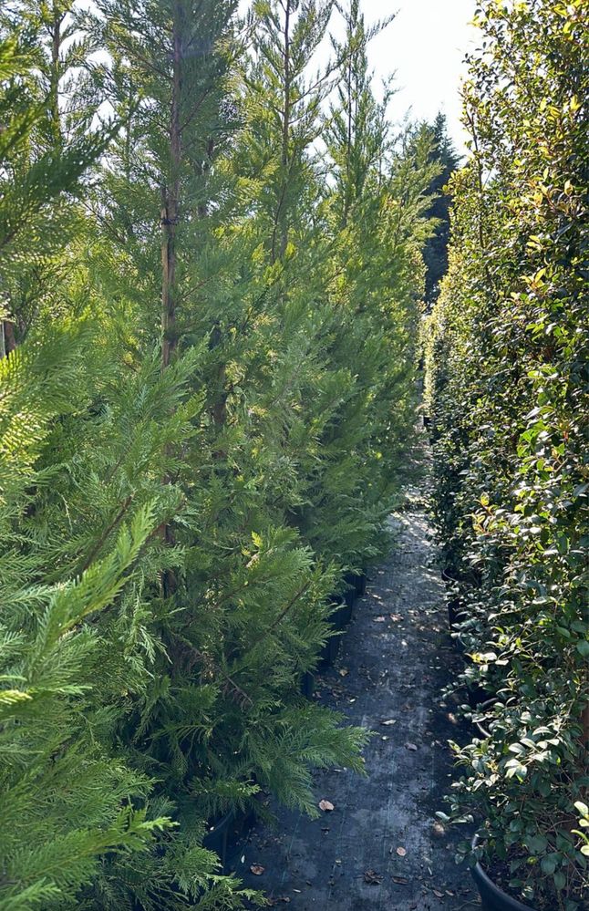 Cupressus Leylandii 100-150CM-200CM - 300CM