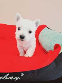 West Highland White Terrier suczka