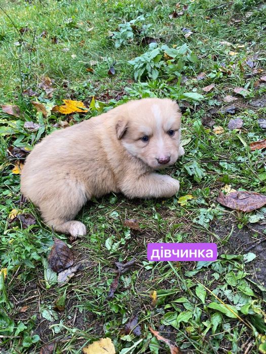 Цуценята відамо в добрі руки. безкоштовно