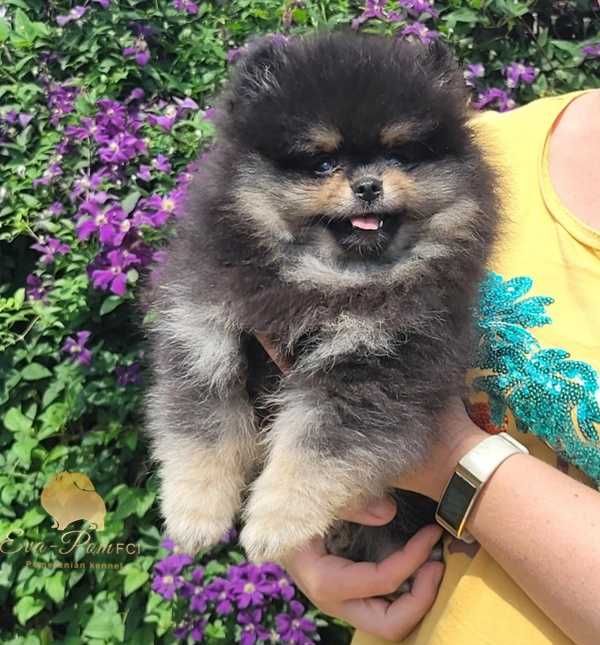 Suczka szpic miniaturowy pomeranian ZKwP FCI