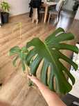 Wyprzedaż monstera duże liście