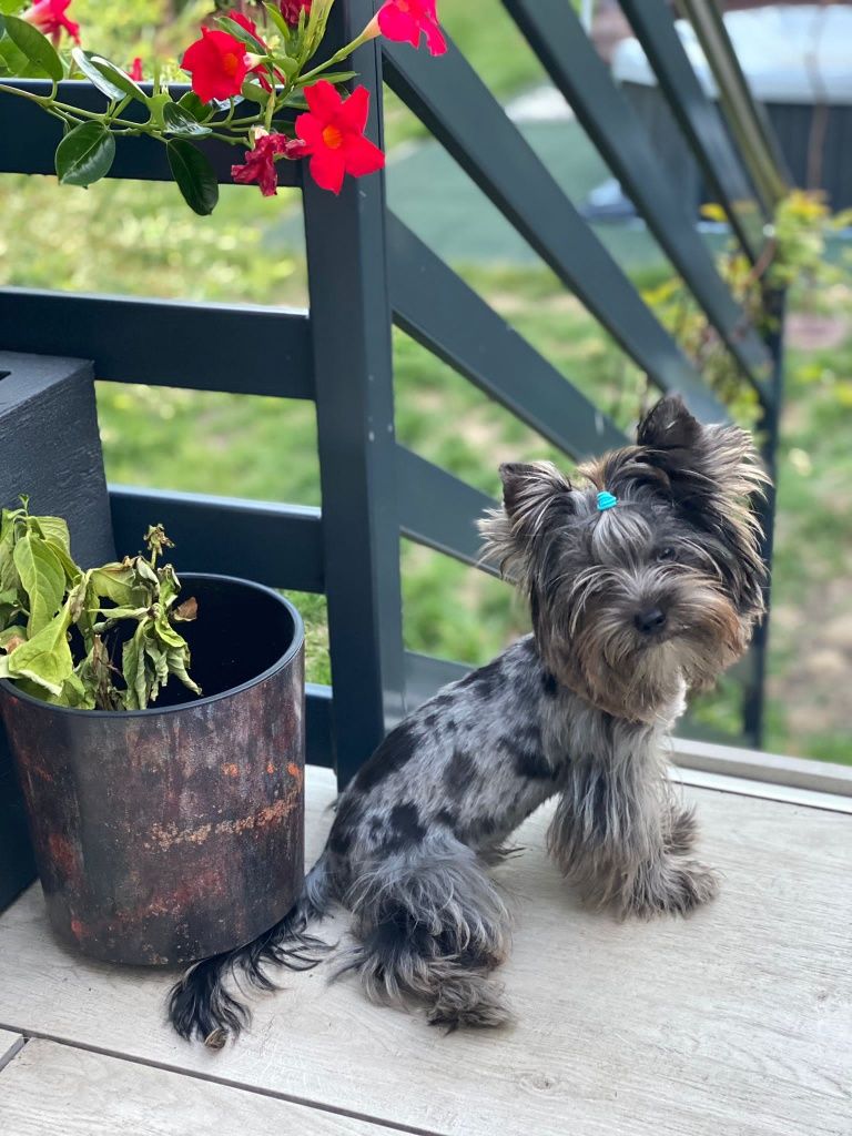 **FANTASTYCZNY** mini CHŁOPCZYK Black merle Yorkshire terrier PASZPORT