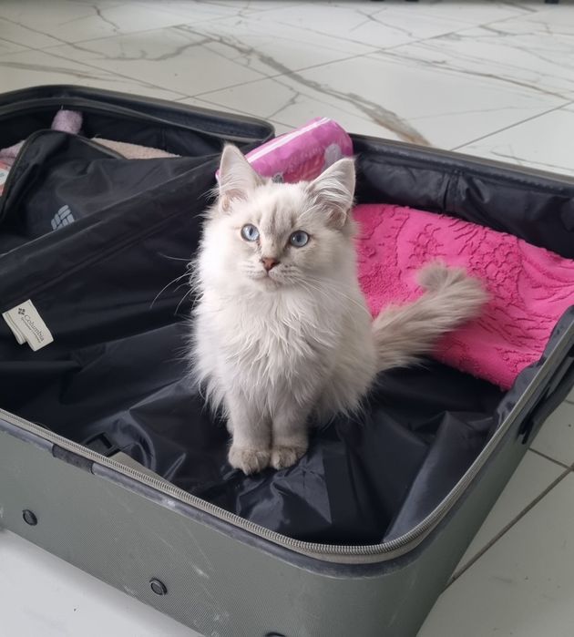 Chlopiec blue lynx point ragdoll