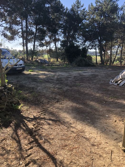 20 pinheiros de grande porte paraCortar e para dar