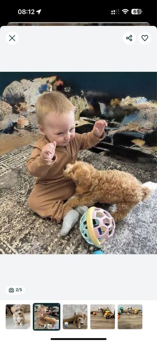 ‼️Ваша мрія_Мальтипу _мальтіпу‼️