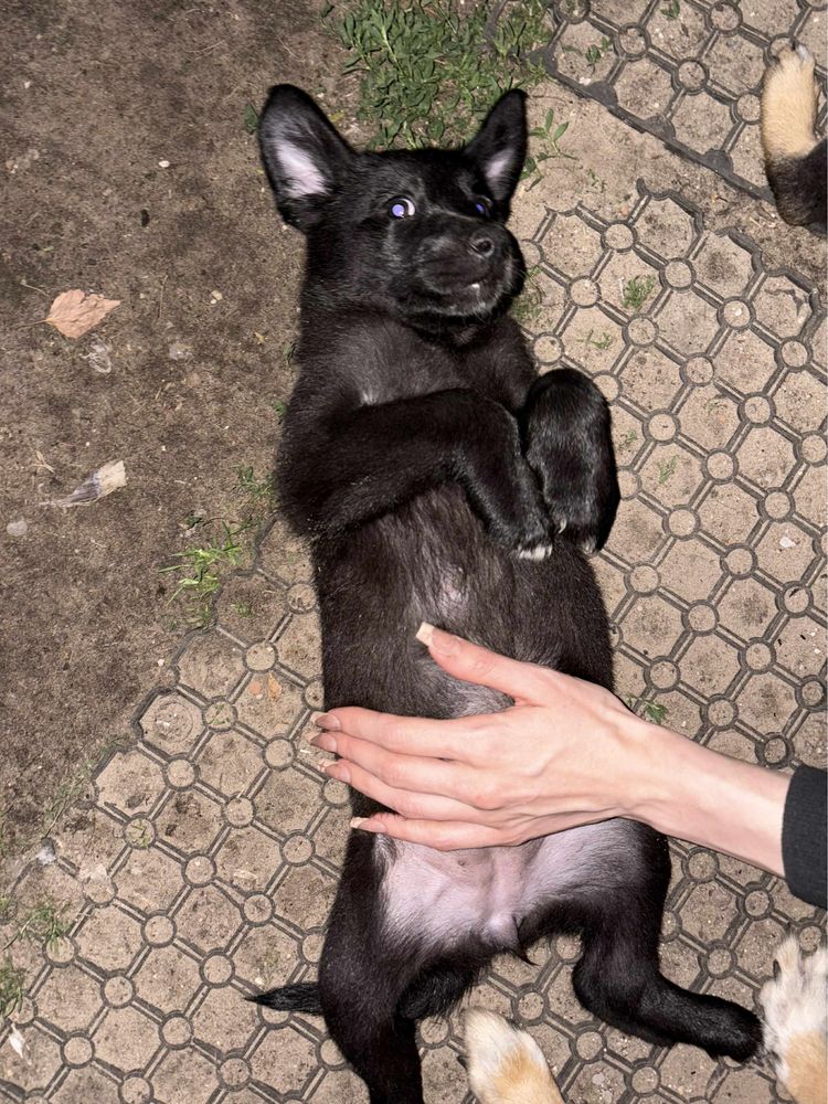 Czarna sunia do Adopcji