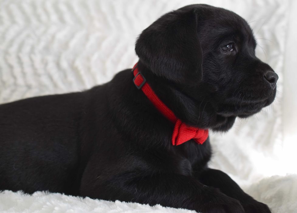 Cudowny szczeniak Labrador Retriever FCI
