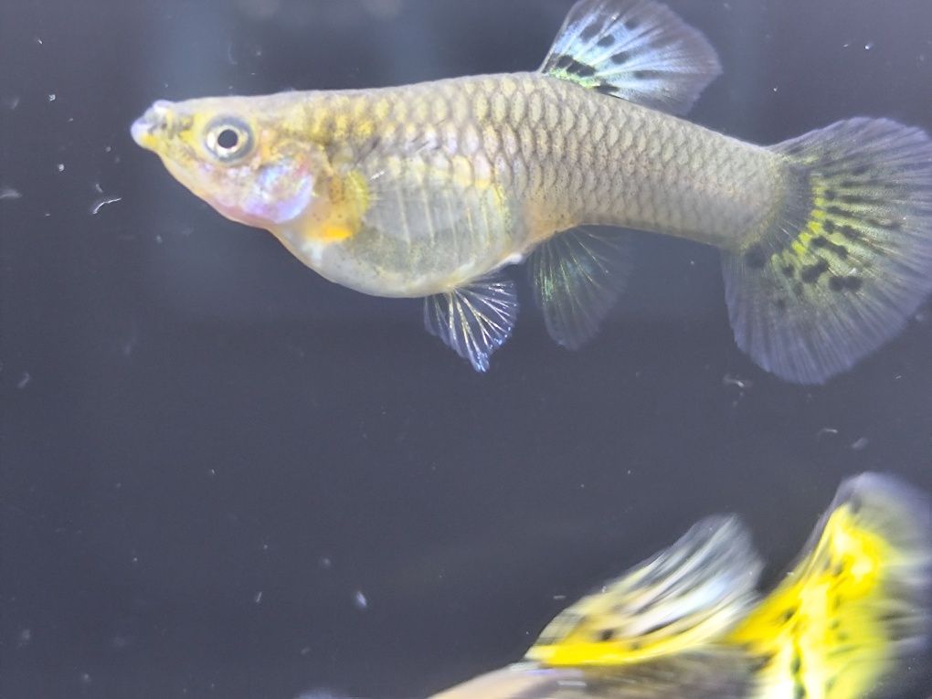Guppys Leopardo amarelo