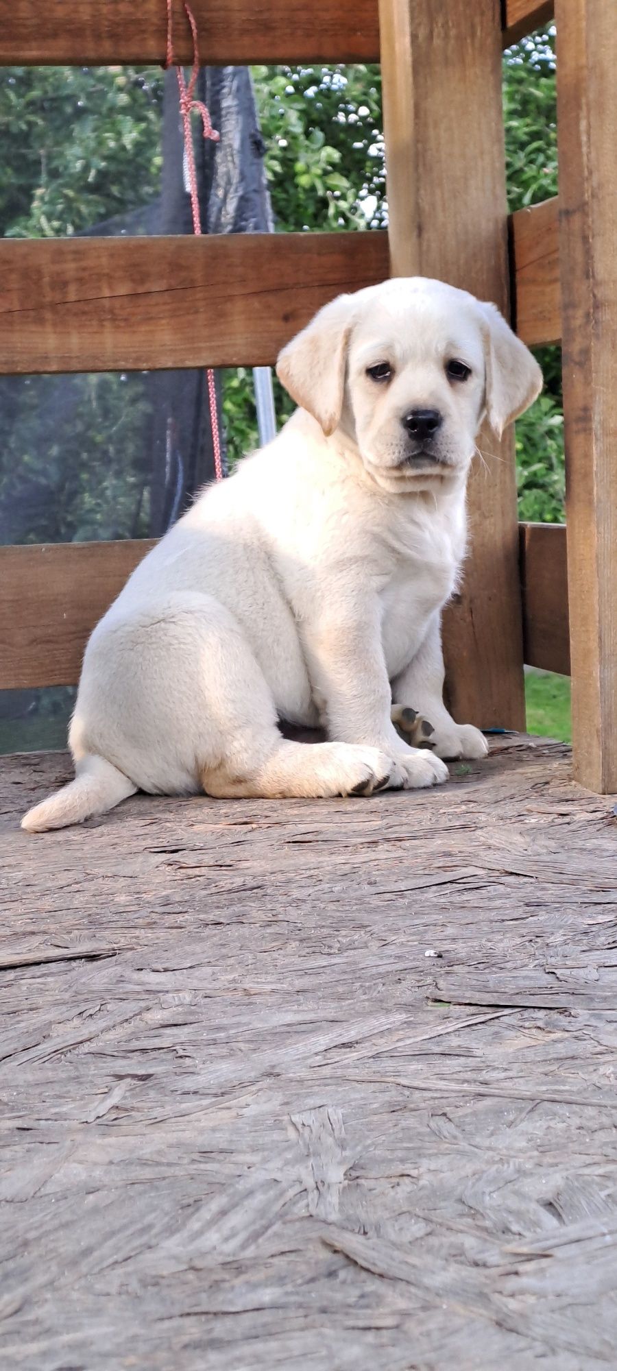 Labrador retriever samiec