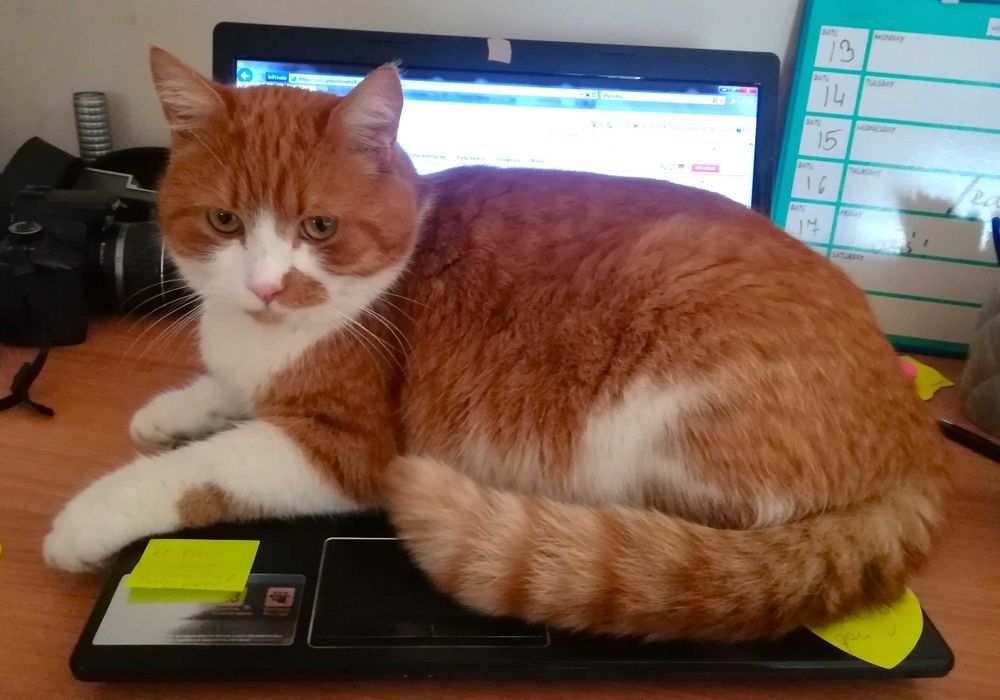 Zaginął rudo-biały kot/kocur z plamką w Krakowie