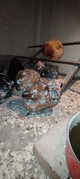 Jajka lęgowe Kohin miniaturowy